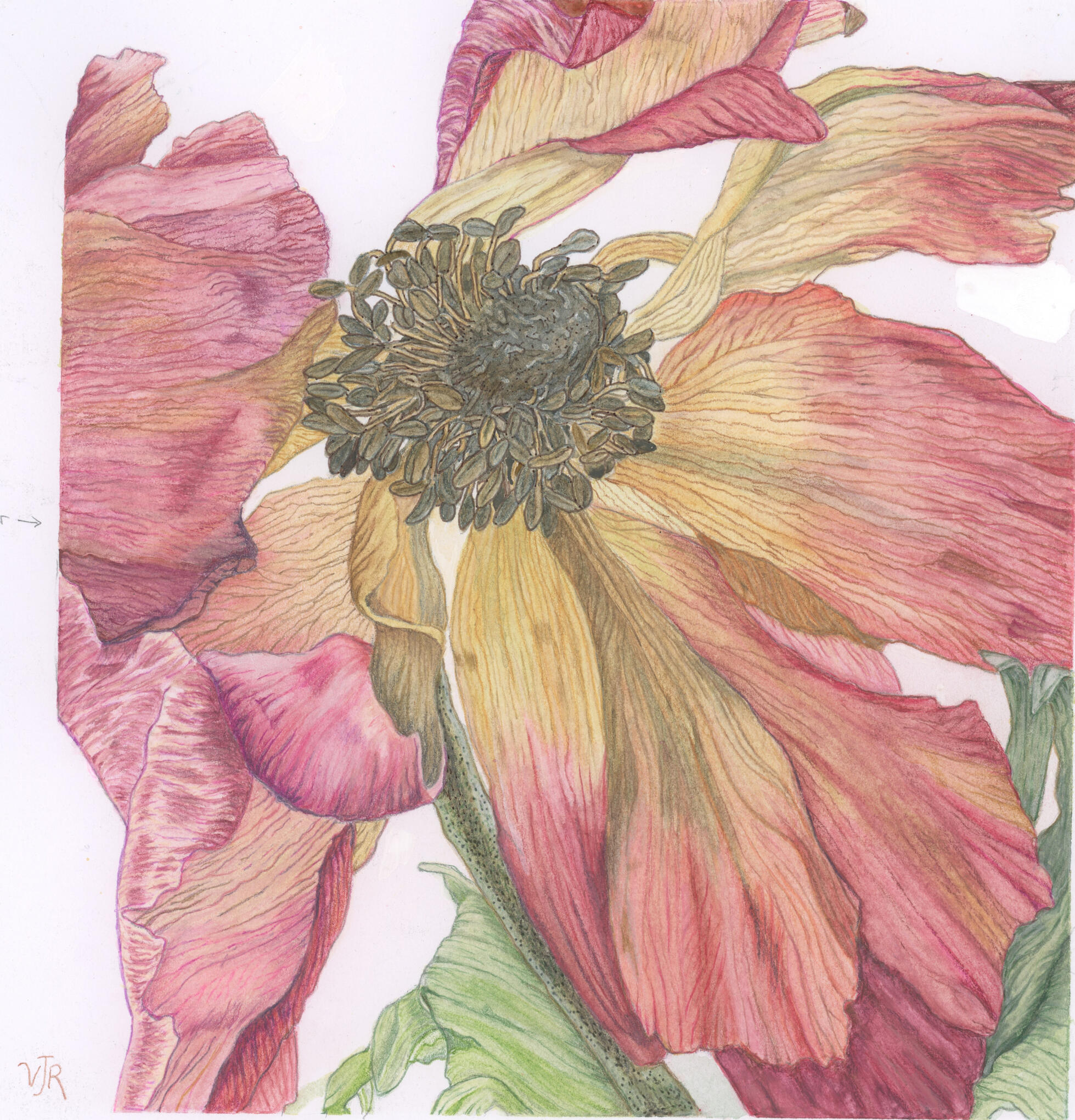 Anemone